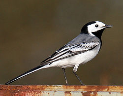 250px-White-Wagtail