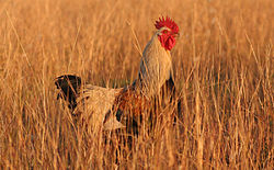250px-Rooster04_adjusted